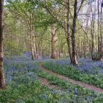 stunning bluebells