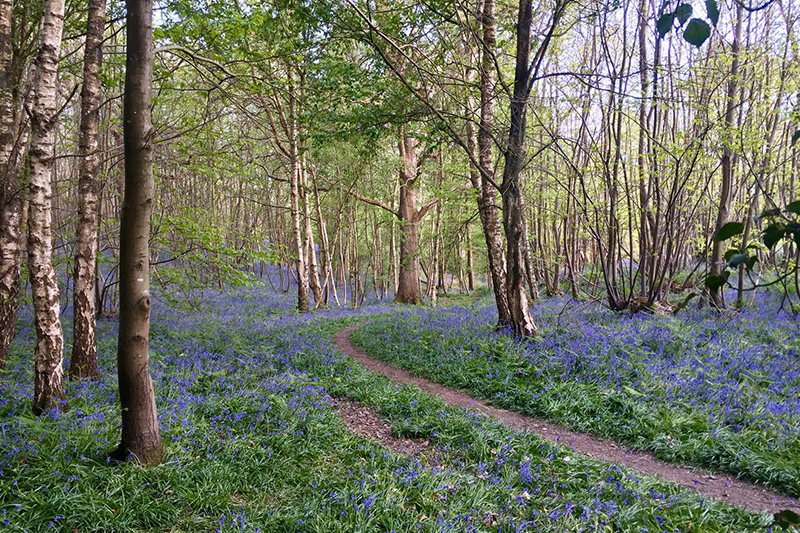 stunning bluebells